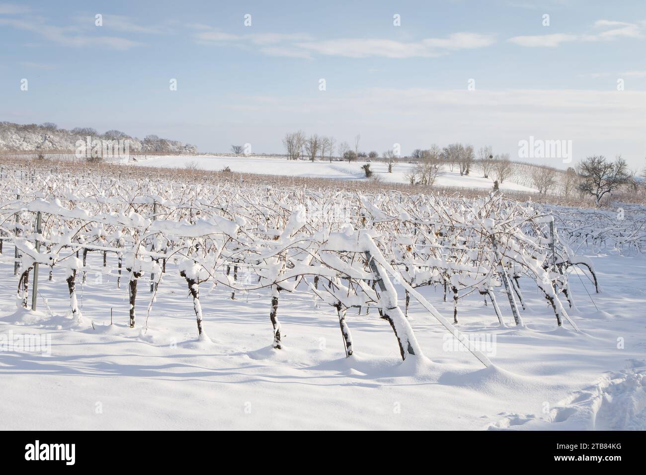 Vignobles enneigés en hiver. Beau paysage idyllique sur une colline. Banque D'Images