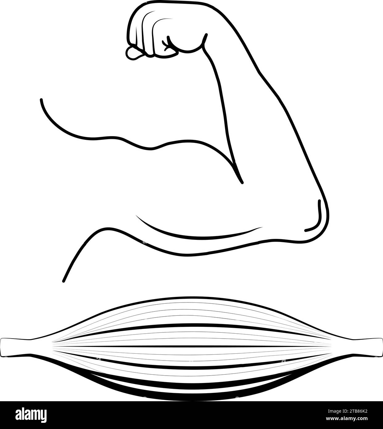 Entraînement biceps et triceps, fibre musculaire. icône de ligne noire. Style de contour simple pour la musculation. Pictogramme stylisé pour la conception Web, ou application mobile. Illustration de Vecteur