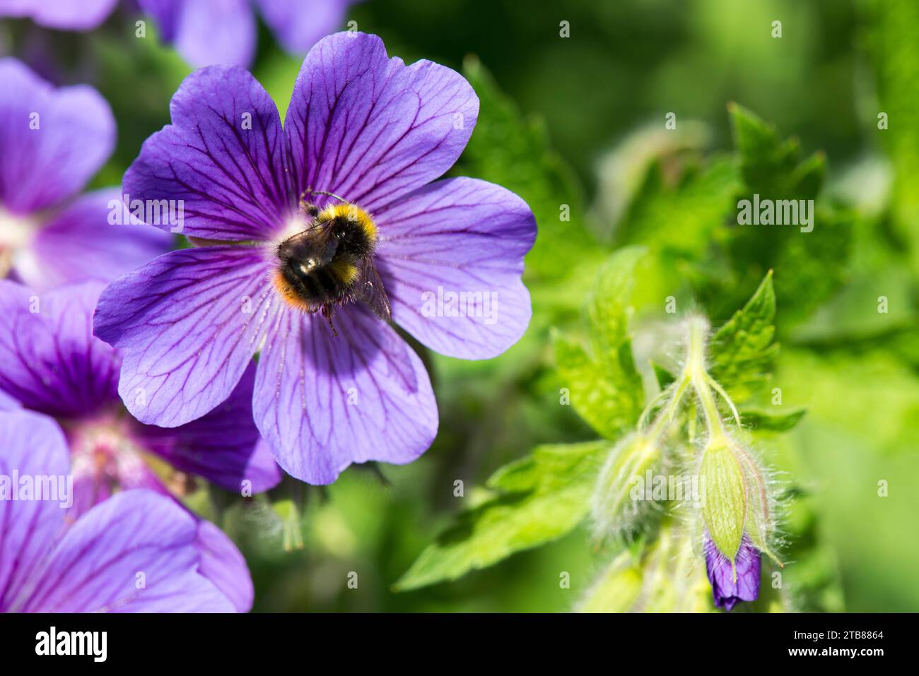 Un bourdon précoce pollinisant une fleur violette de géranium Banque D'Images