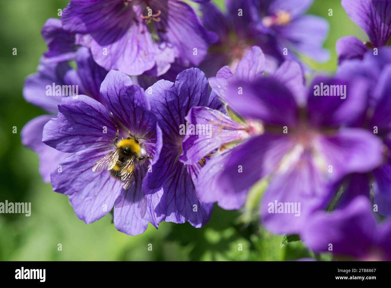Un bourdon précoce pollinisant une fleur violette de géranium Banque D'Images