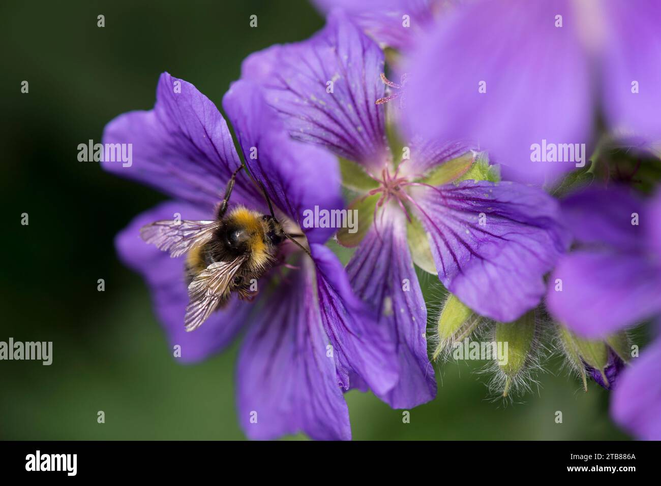 Un bourdon précoce pollinisant une fleur violette de géranium Banque D'Images