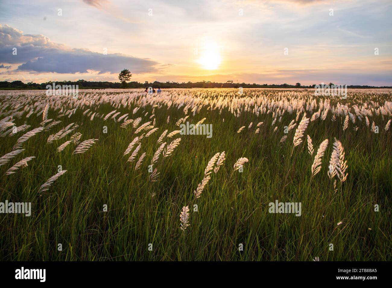 Icône de vue paysage de l'automne. Champ de fleurs d'herbe de Kans (Saccharum spontaneum) fleuri avec Golden-heure Sunset Banque D'Images