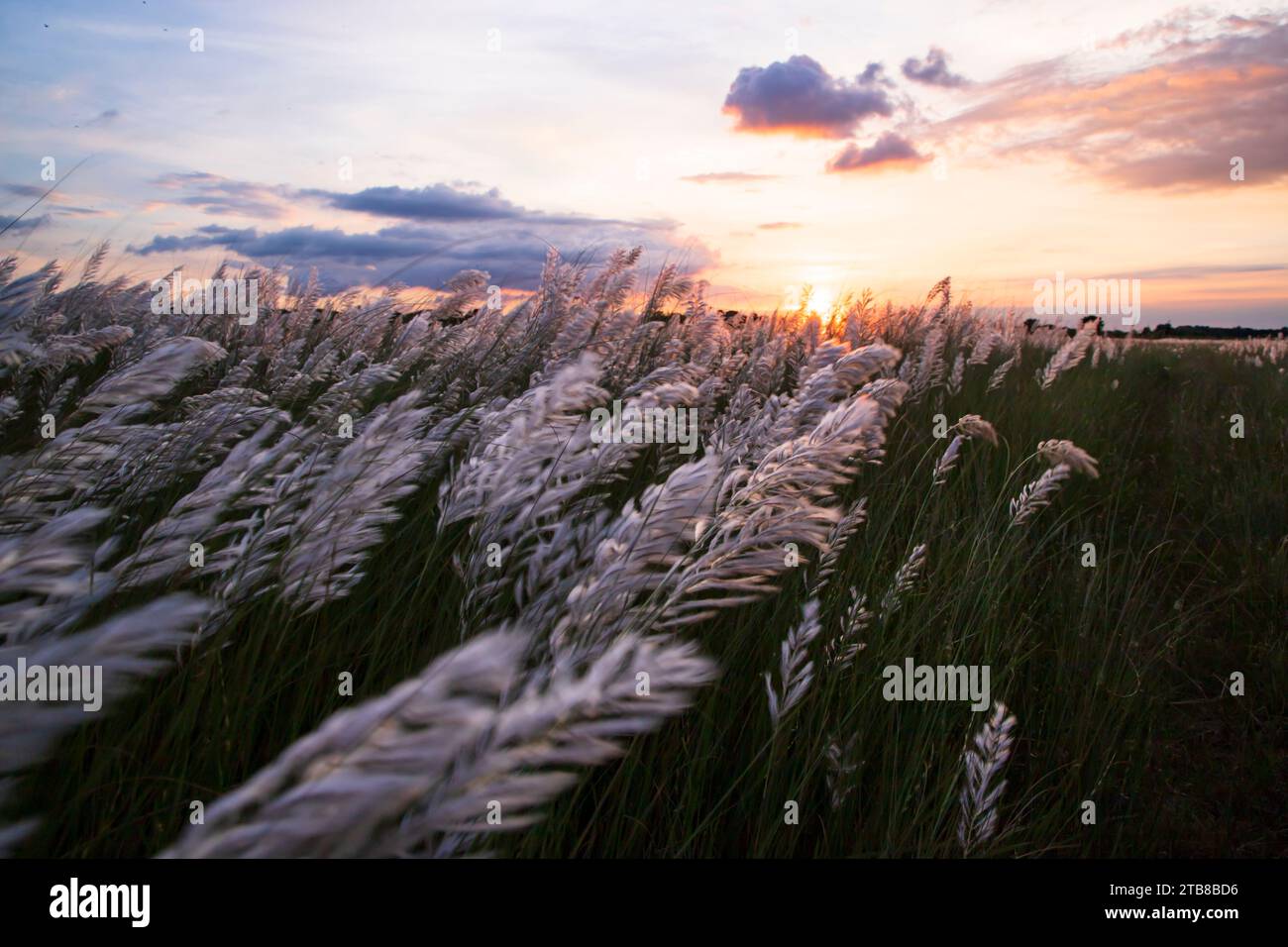 Icône de vue paysage de l'automne. Champ de fleurs d'herbe de Kans (Saccharum spontaneum) fleuri avec Golden-heure Sunset Banque D'Images