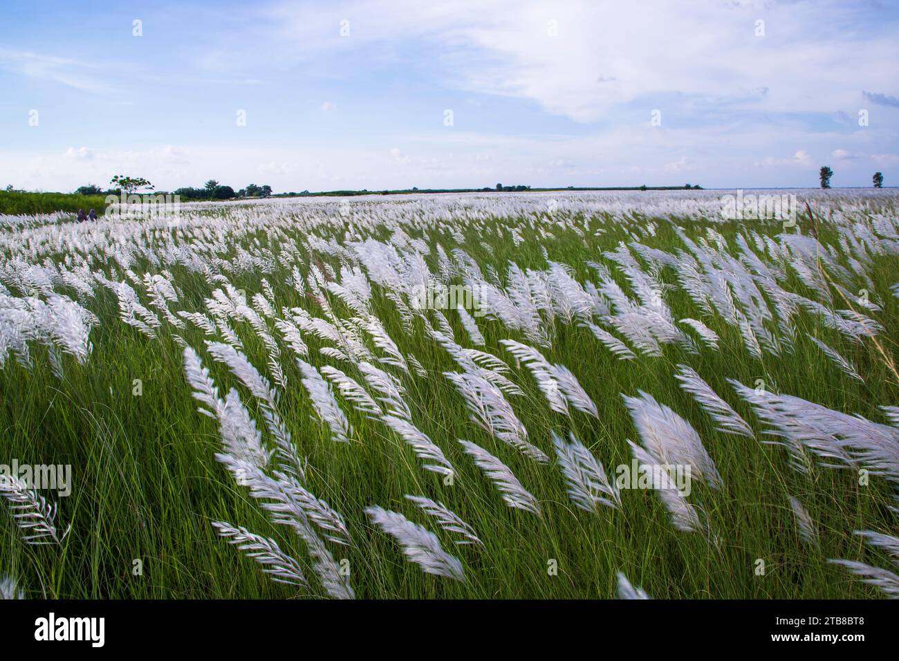 Vue paysage de l'icône automne. Champ de fleurs d'herbe de Kans en fleurs (Saccharum spontaneum) avec ciel bleu nuageux Banque D'Images