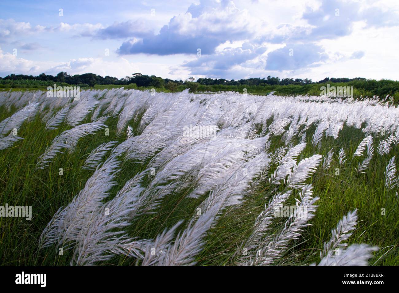 Vue paysage de l'icône automne. Champ de fleurs d'herbe de Kans en fleurs (Saccharum spontaneum) avec ciel bleu nuageux Banque D'Images