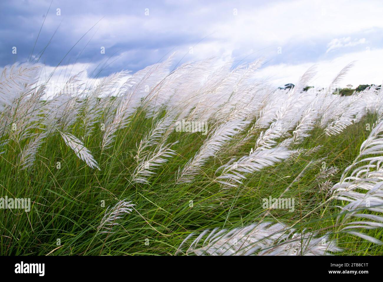 Vue paysage de l'icône automne. Champ de fleurs d'herbe de Kans en fleurs (Saccharum spontaneum) avec ciel bleu nuageux Banque D'Images