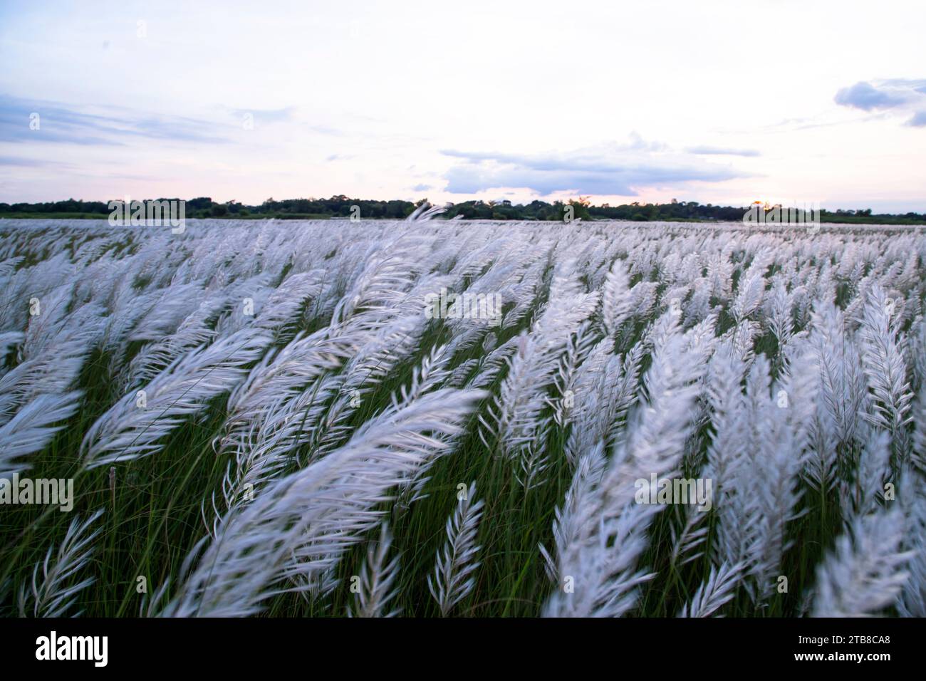 Vue paysage de l'icône automne. Champ de fleurs d'herbe de Kans en fleurs (Saccharum spontaneum) avec ciel bleu nuageux Banque D'Images