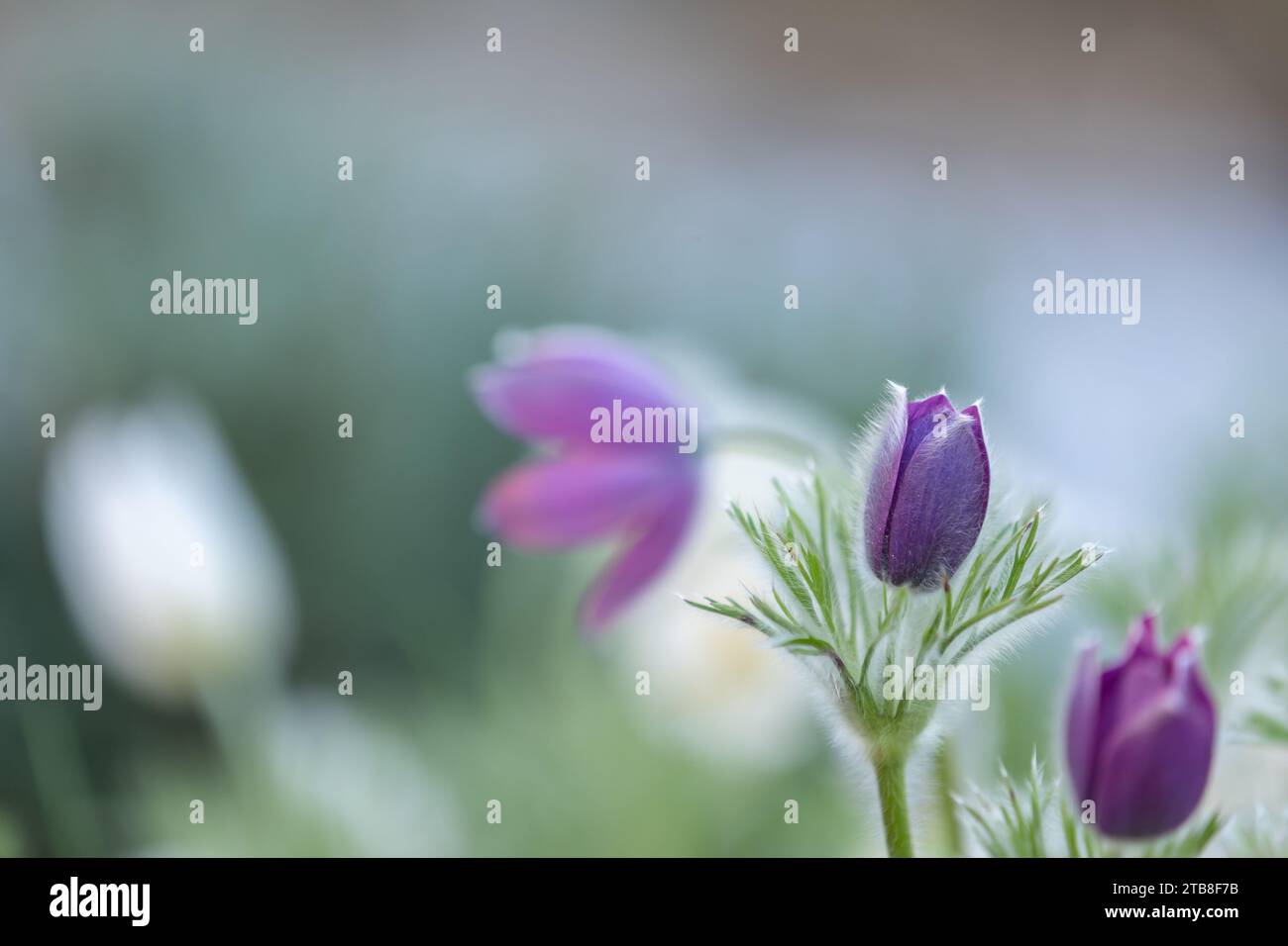 gros plan d'une fleur de paqueflower pourpre (pulsatilla vulgaris) avec fond flou Banque D'Images