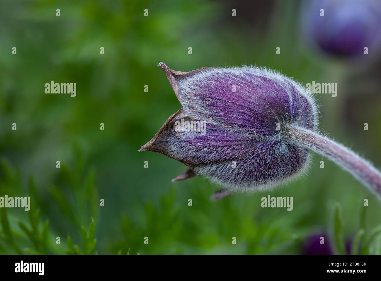 gros plan d'une fleur de paqueflower pourpre (pulsatilla vulgaris) avec fond flou Banque D'Images