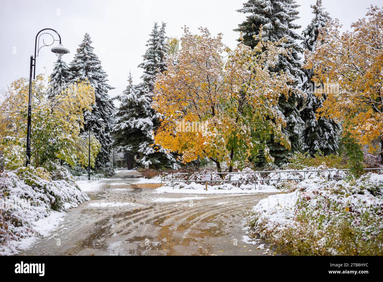 Première chute de neige dans le parc coloré de la ville d'automne. Neige humide blanche recouverte d'or avec des arbres verts et des buissons feuillage. Changement de saisons - conte de fées de Wint Banque D'Images