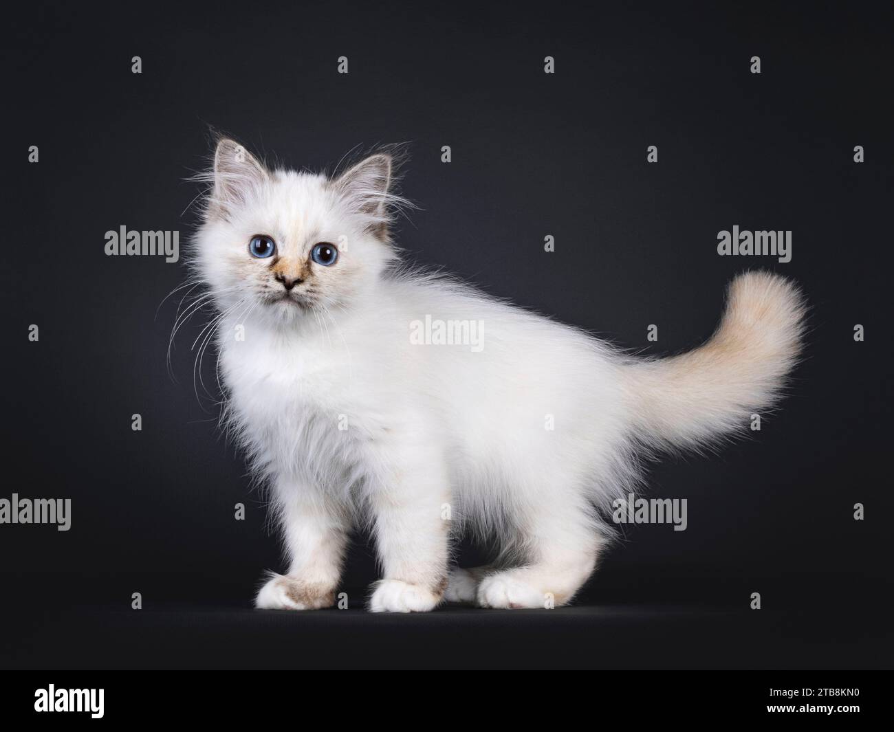 Adorable tortie Sacred Birman chat chaton, debout sur le côté. Regarder directement à la caméra avec les yeux bleus. Isolé sur fond noir. Banque D'Images