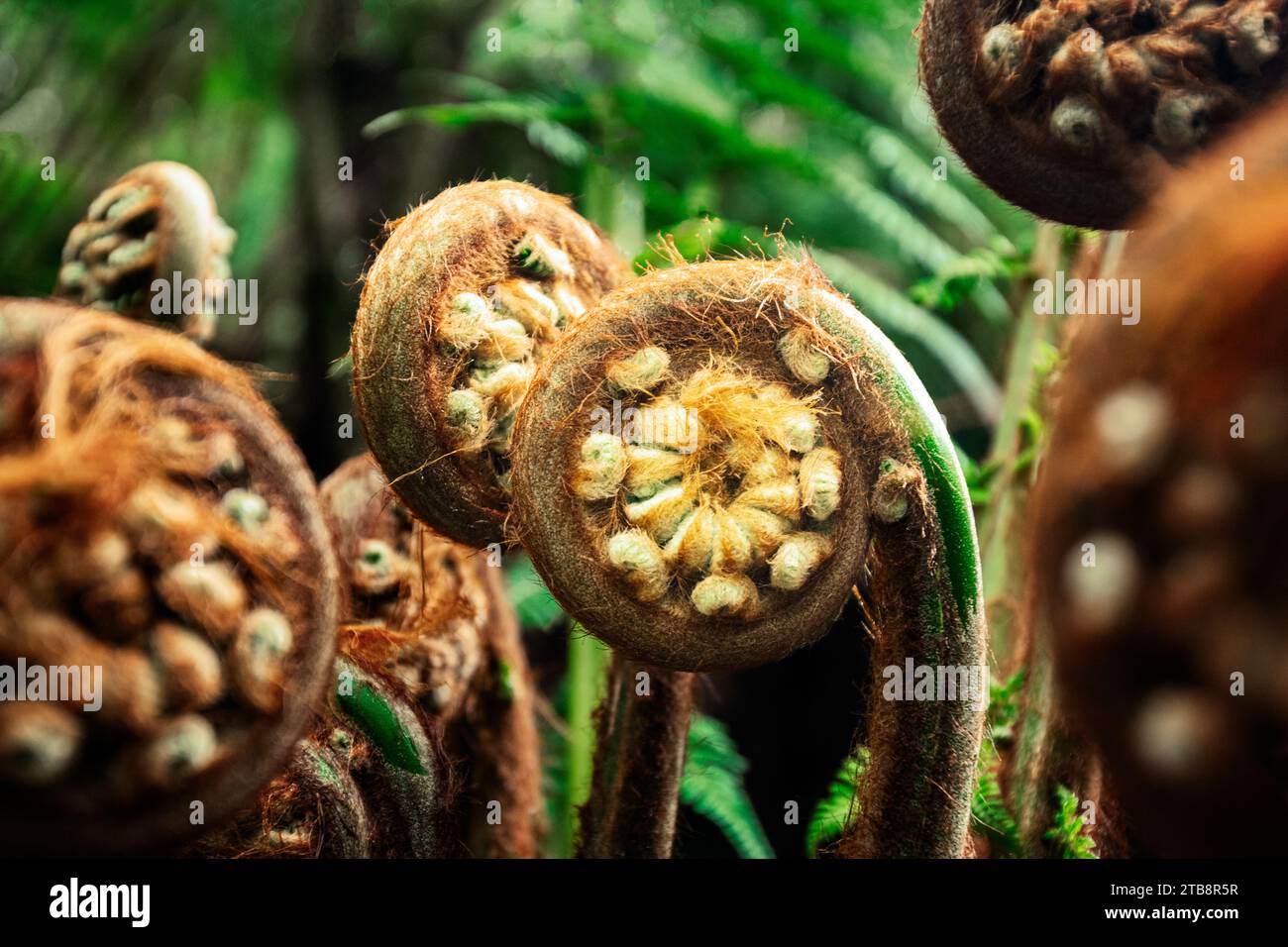 Nouvelles feuilles de fougères enroulées dans la forêt tropicale tempérée. Banque D'Images