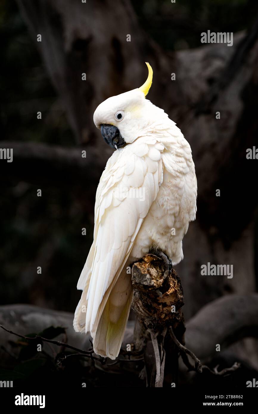 Cockatoo à crête de soufre assis dans un arbre. Banque D'Images