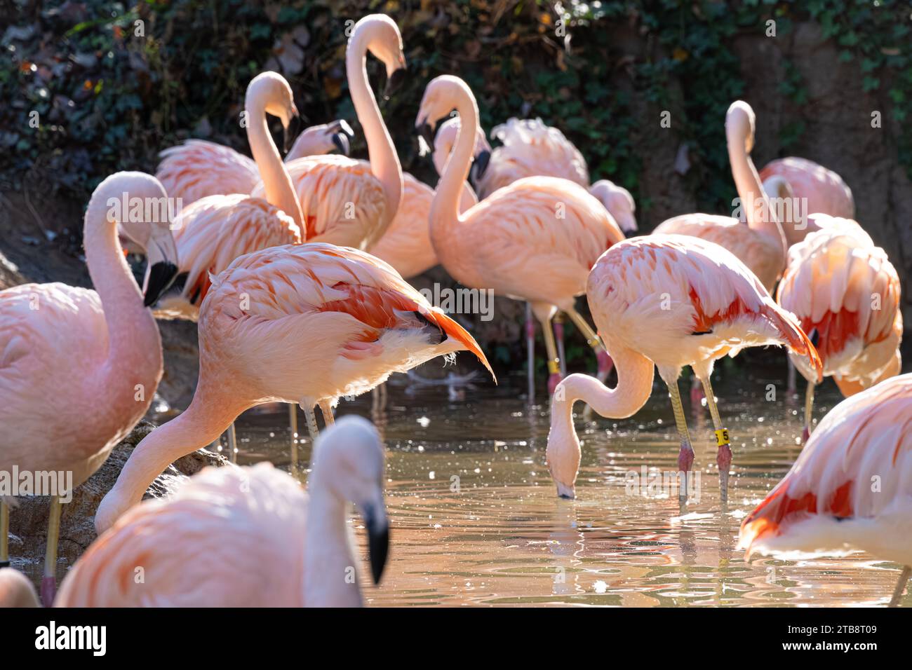 Flamants roses chiliens (Phoenicopterus chilensis) ensoleillés au zoo d'Atlanta, en Géorgie. (ÉTATS-UNIS) Banque D'Images