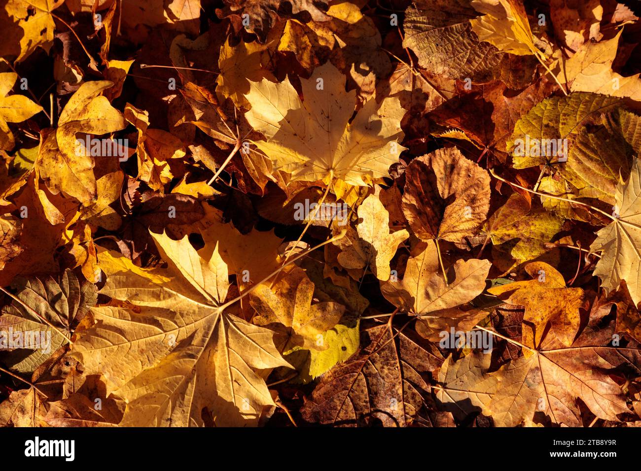 Feuilles jaunes tombées en automne, pays de Galles du Nord Banque D'Images