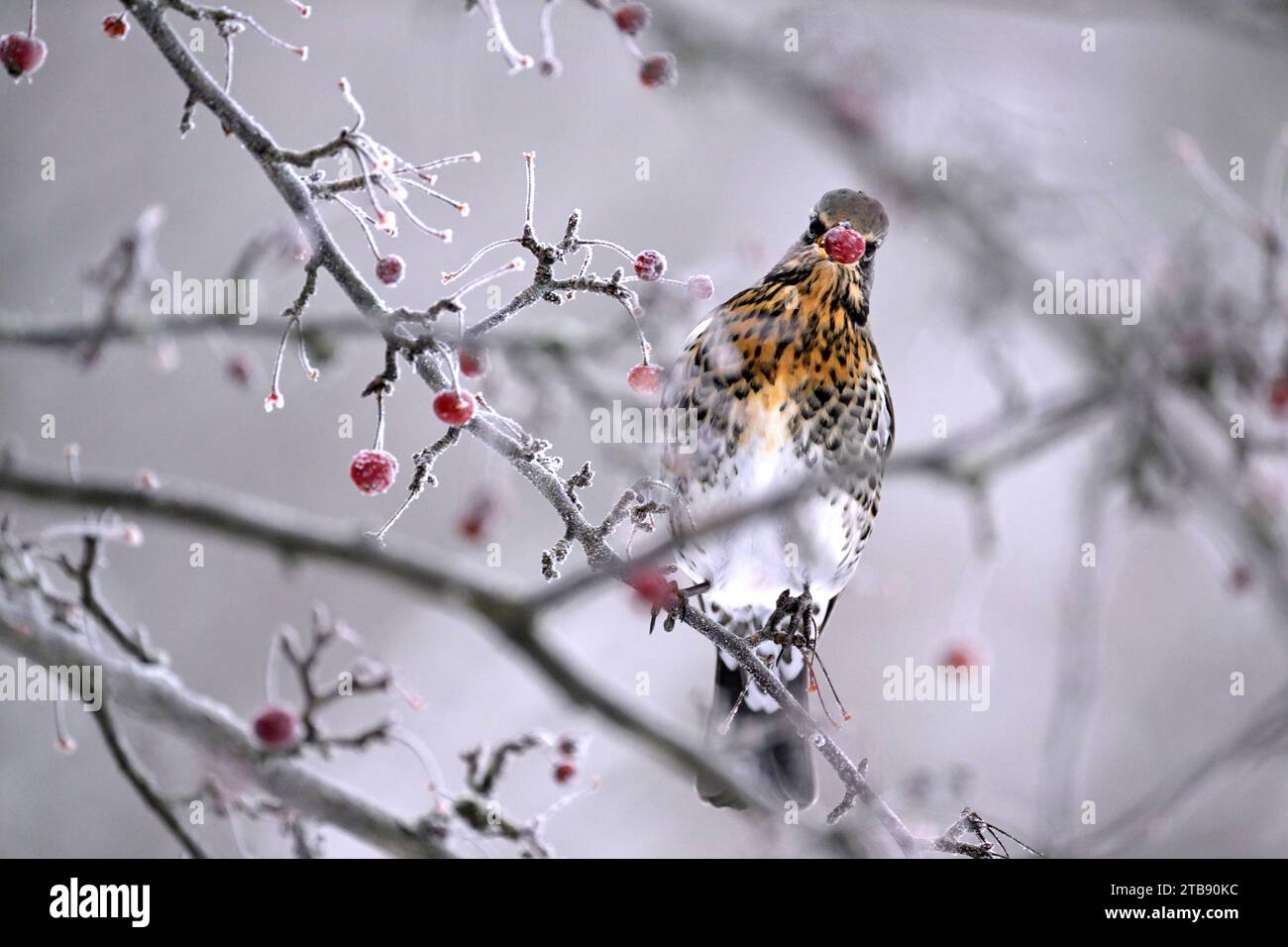 STOCKHOLM 20231205a fieldfare (Turdus pilaris) se fait des petits fruits rouges dans un arbre aux branches gelées à Stockholm, en Suède. Photo : Janerik Henriksson / Banque D'Images