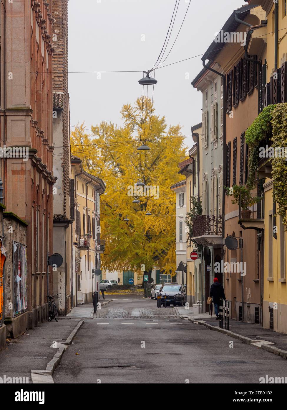 Célèbre arbre Ginko Biloba fleurissant feuilles jaunes en automne à Crémone, Italie, novembre image haute résolution Banque D'Images