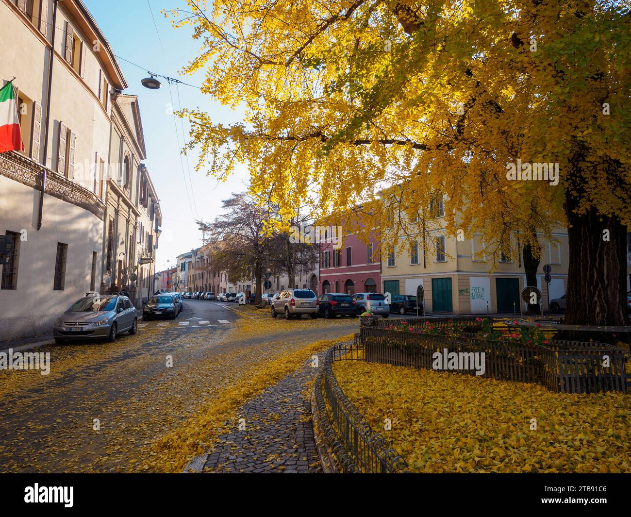 Célèbre arbre Ginko Biloba fleurissant feuilles jaunes en automne à Crémone, Italie, novembre image haute résolution Banque D'Images