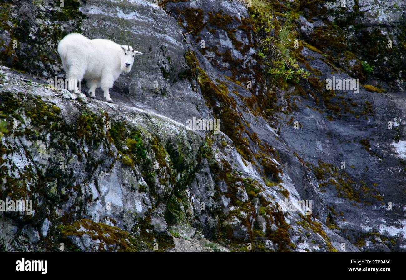 Chèvre de montagne (Oreamnos americanus) se tient sur une falaise regardant avec surprise la caméra ; Tracy Arm, Inside passage, Alaska, États-Unis d'Amérique Banque D'Images Chèvre de montagne (Oreamnos americanus) se tient sur une falaise regardant avec surprise la caméra ; Tracy Arm, Inside passage, Alaska, États-Unis d'Amérique Banque D'Images