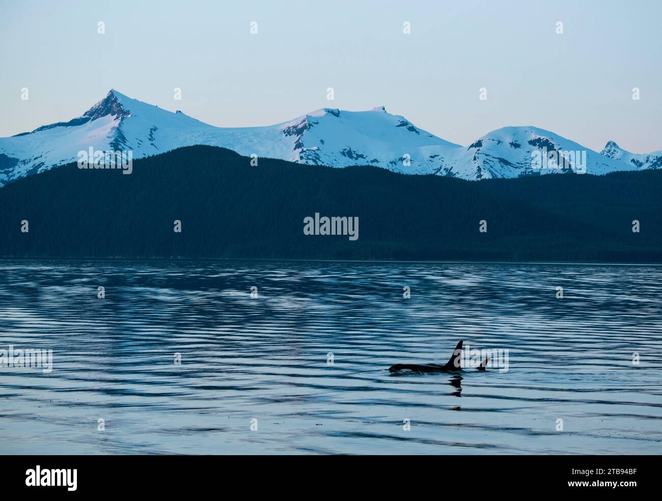Orques, ou orques (Orcinus Orca) nageant au crépuscule dans le paisible Frederick Sound, Inside passage, Alaska, États-Unis Banque D'Images