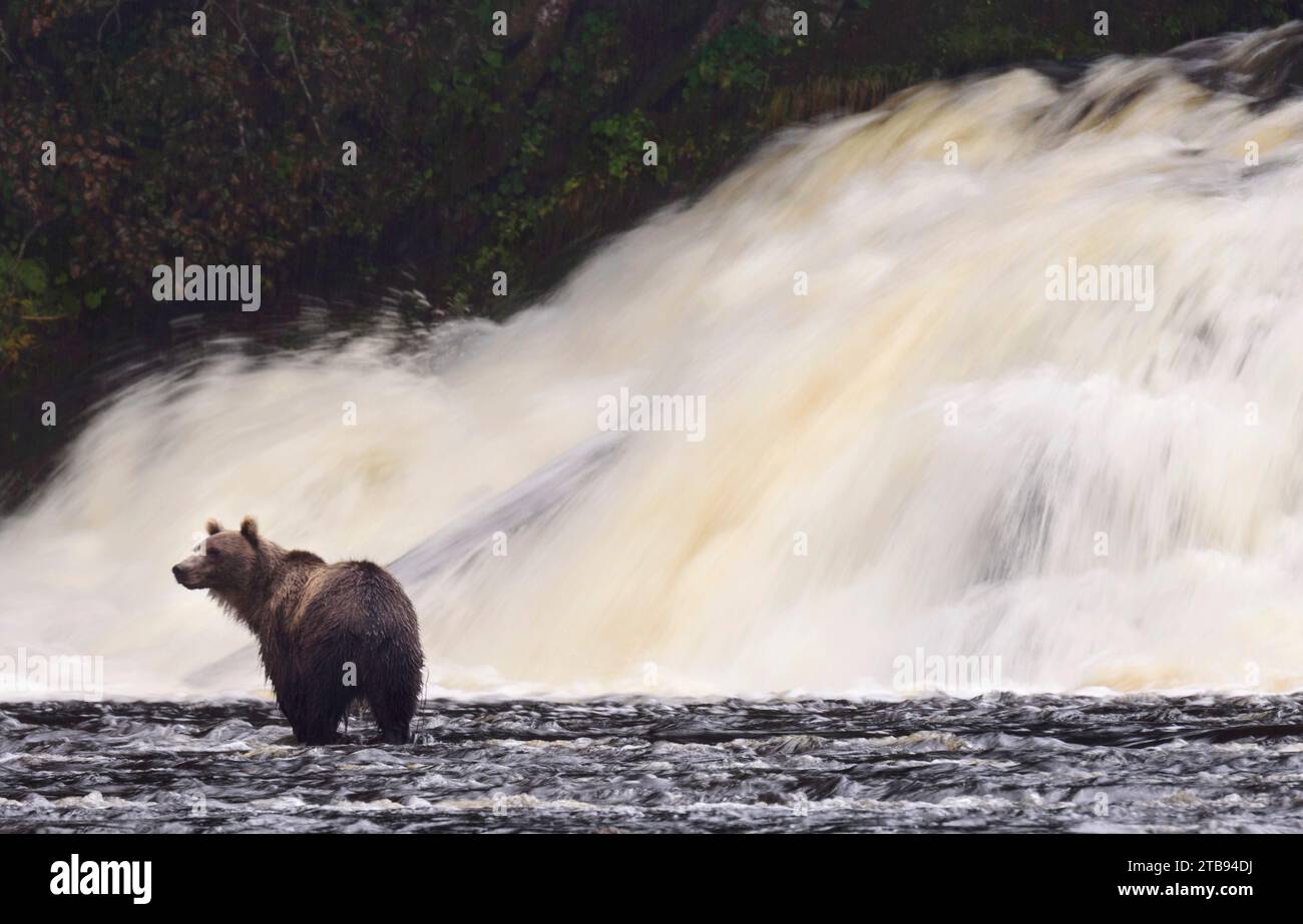 Ours brun (Ursus arctos) pêchant à la base d'une cascade au Pavlov Harbor State Marine Park, Pavlof Harbor, Inside passage, Alaska, États-Unis Banque D'Images