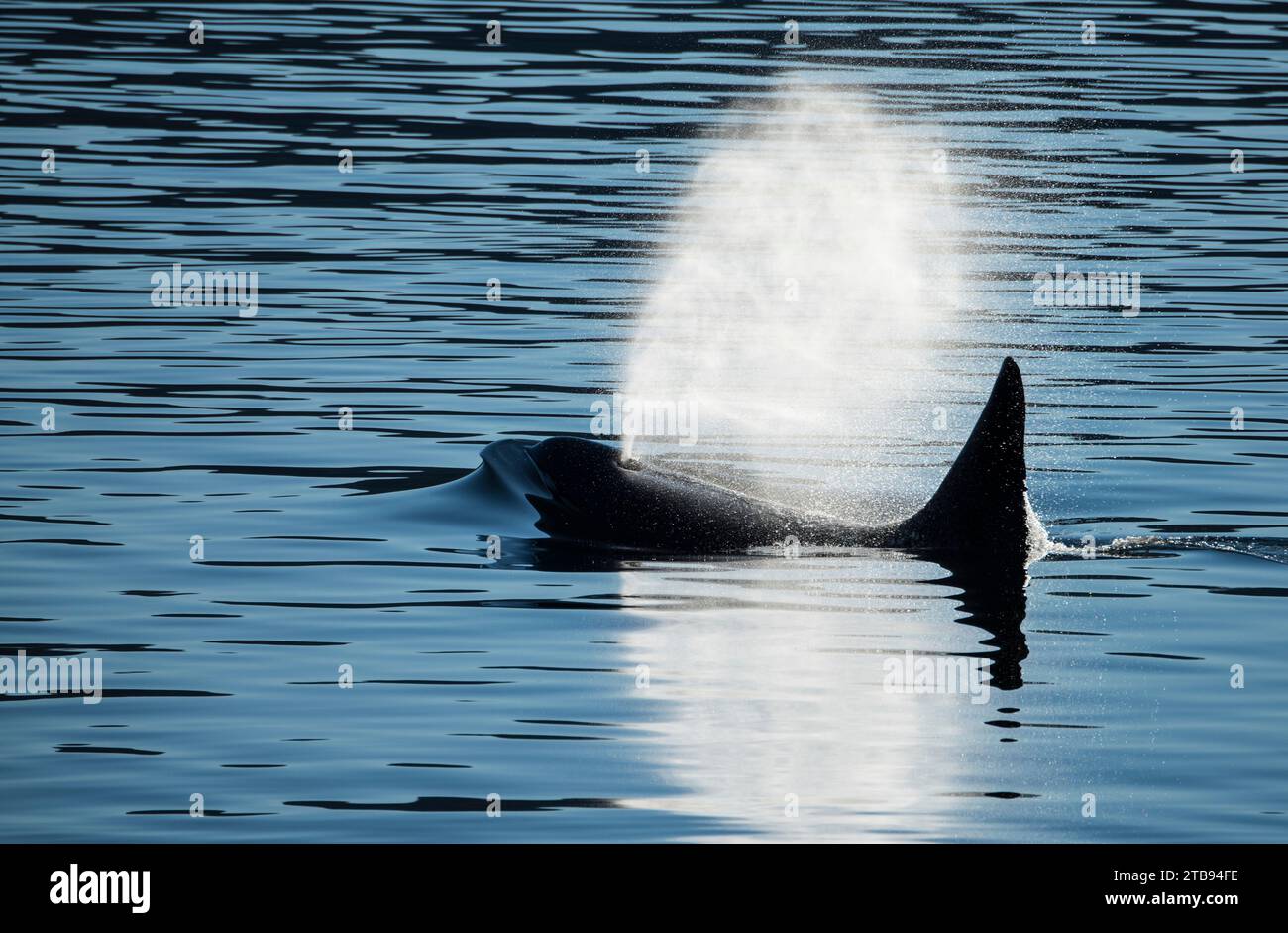 La nageoire dorsale d'un orque, ou épaulard (Orcinus Orca), brise la surface de l'eau tranquille comme un panache de brume provenant du sang remplit l'air, en ... Banque D'Images
