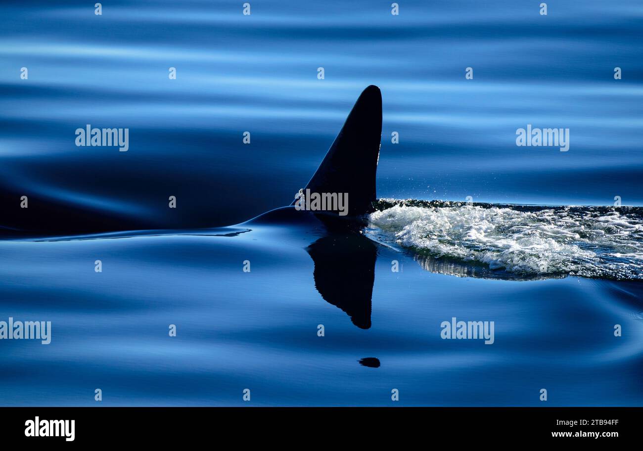 La nageoire dorsale d'un orque, ou épaulard (Orcinus Orca), brise la surface de l'eau tranquille dans le canal de Behm près de Ketchikan Banque D'Images