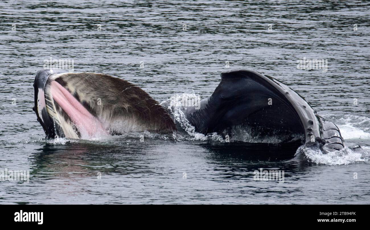 Rorqual à bosse (Megaptera novaeangliae) se nourrissant au filet à bulles dans le passage intérieur ; Alaska, États-Unis d'Amérique Banque D'Images