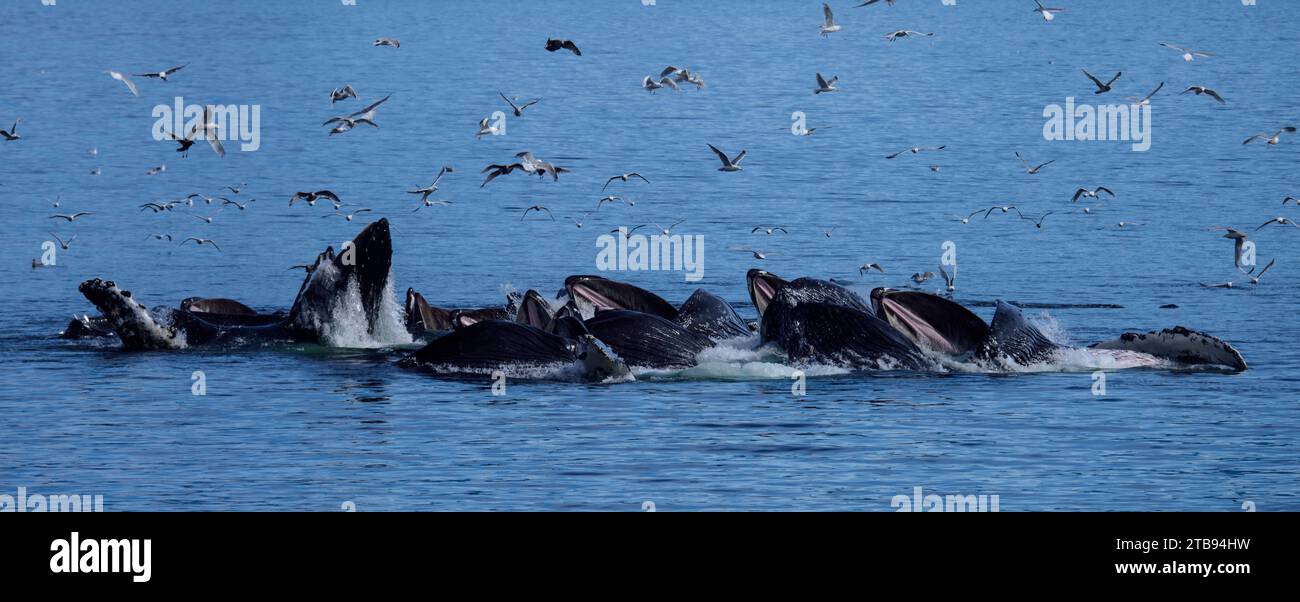 Les oiseaux affluent au-dessus d'un groupe de baleines à bosse (Megaptera novaeangliae) qui se nourrissent de filets à bulles dans le passage intérieur ; Alaska, États-Unis d'Amérique Banque D'Images