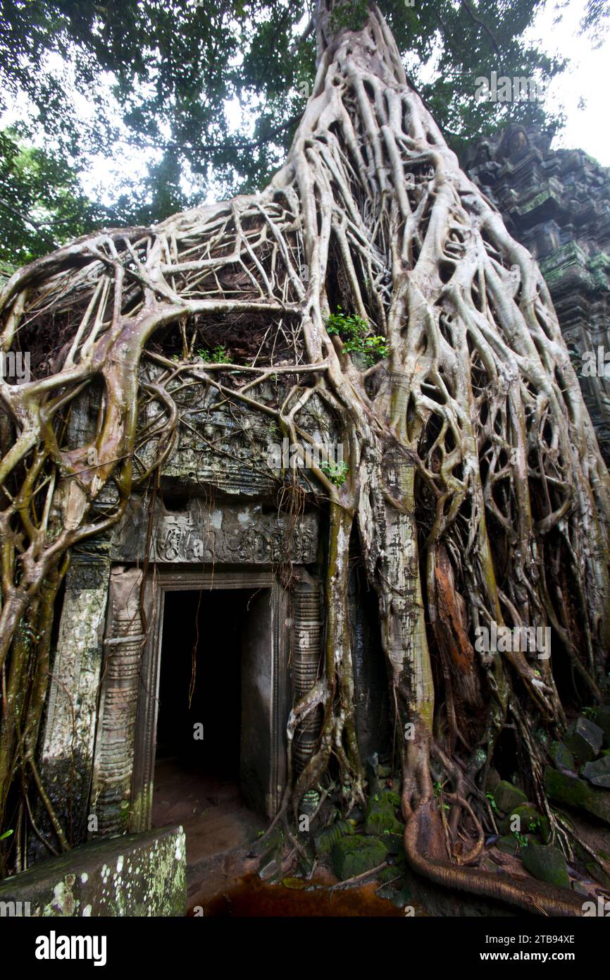 Les racines des arbres enveloppent un mur à l'ancien temple de Ta Prohm ; Siem Reap, Cambodge Banque D'Images