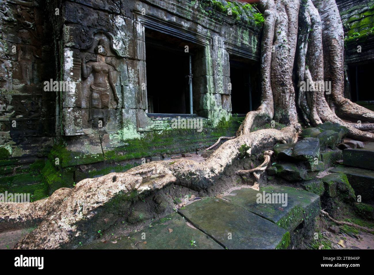 Racines d'arbres géants au temple de Ta Prohm ; Siem Reap, Cambodge Banque D'Images