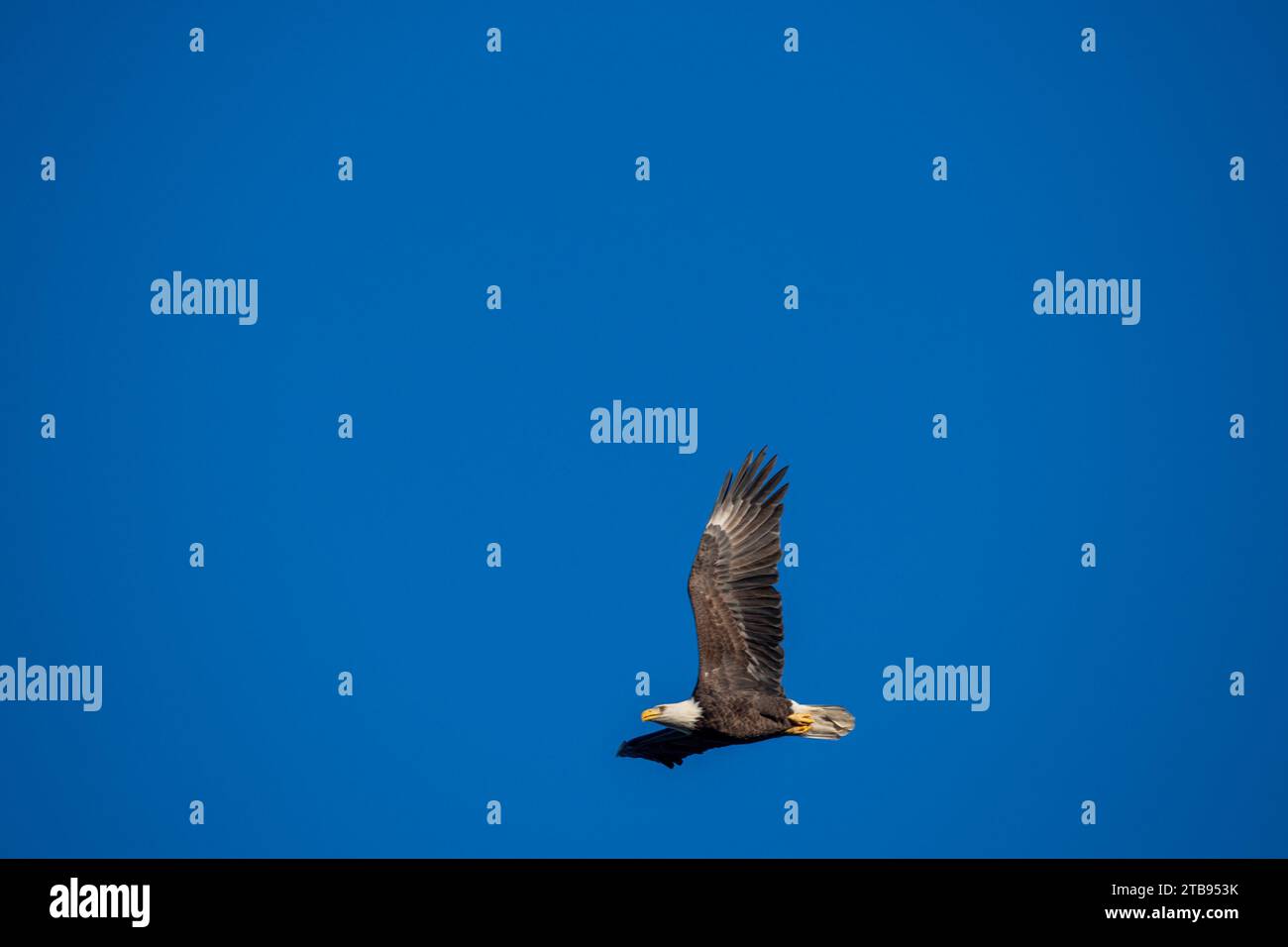 Bald Eagles Conowingo Dam Maryland États-Unis Banque D'Images