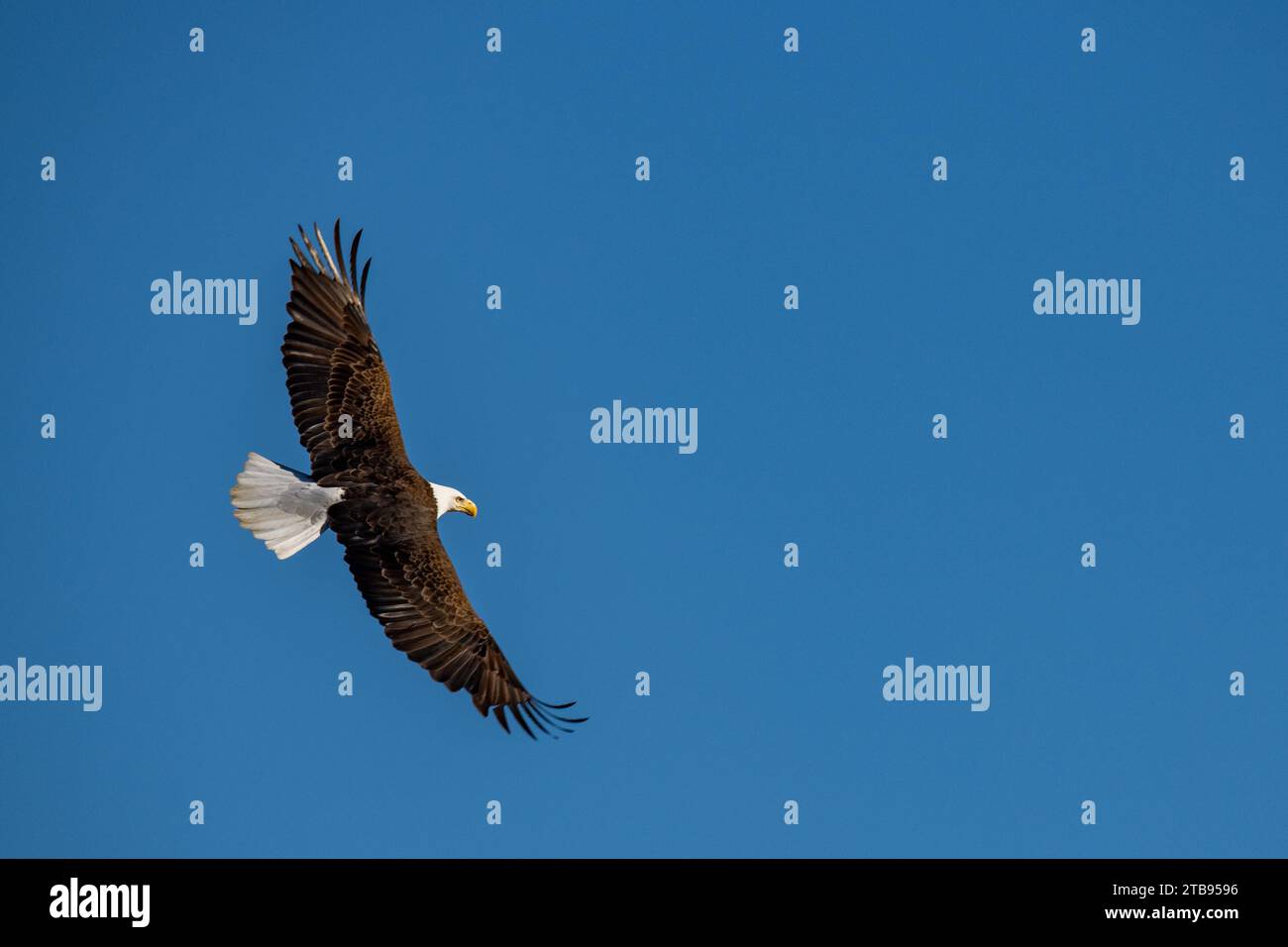 Bald Eagles Conowingo Dam Maryland États-Unis Banque D'Images