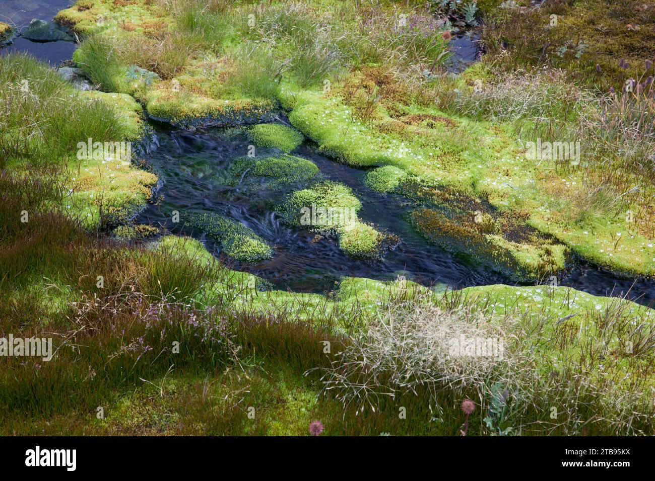 Ruisseau de montagne coule entre des roches couvertes de plantes ; île de Géorgie du Sud Banque D'Images