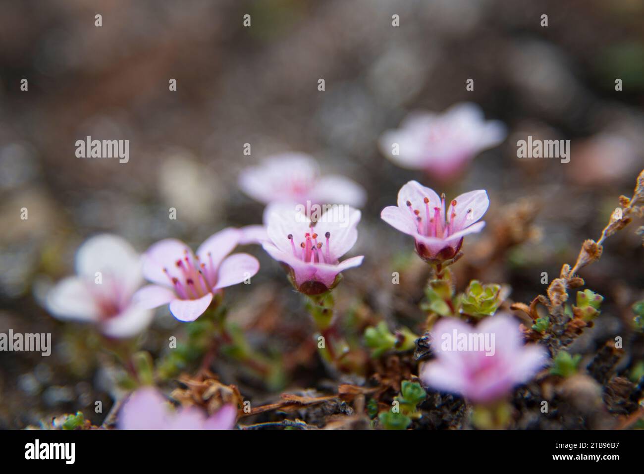 Gros plan du campion de mousse (Silene acaulis) en fleurs ; Spitzberg, Svalbard, Norvège Banque D'Images