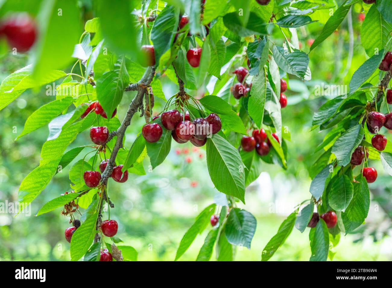 Gros plan de cerises mûres suspendues à une branche de cerisier Banque D'Images