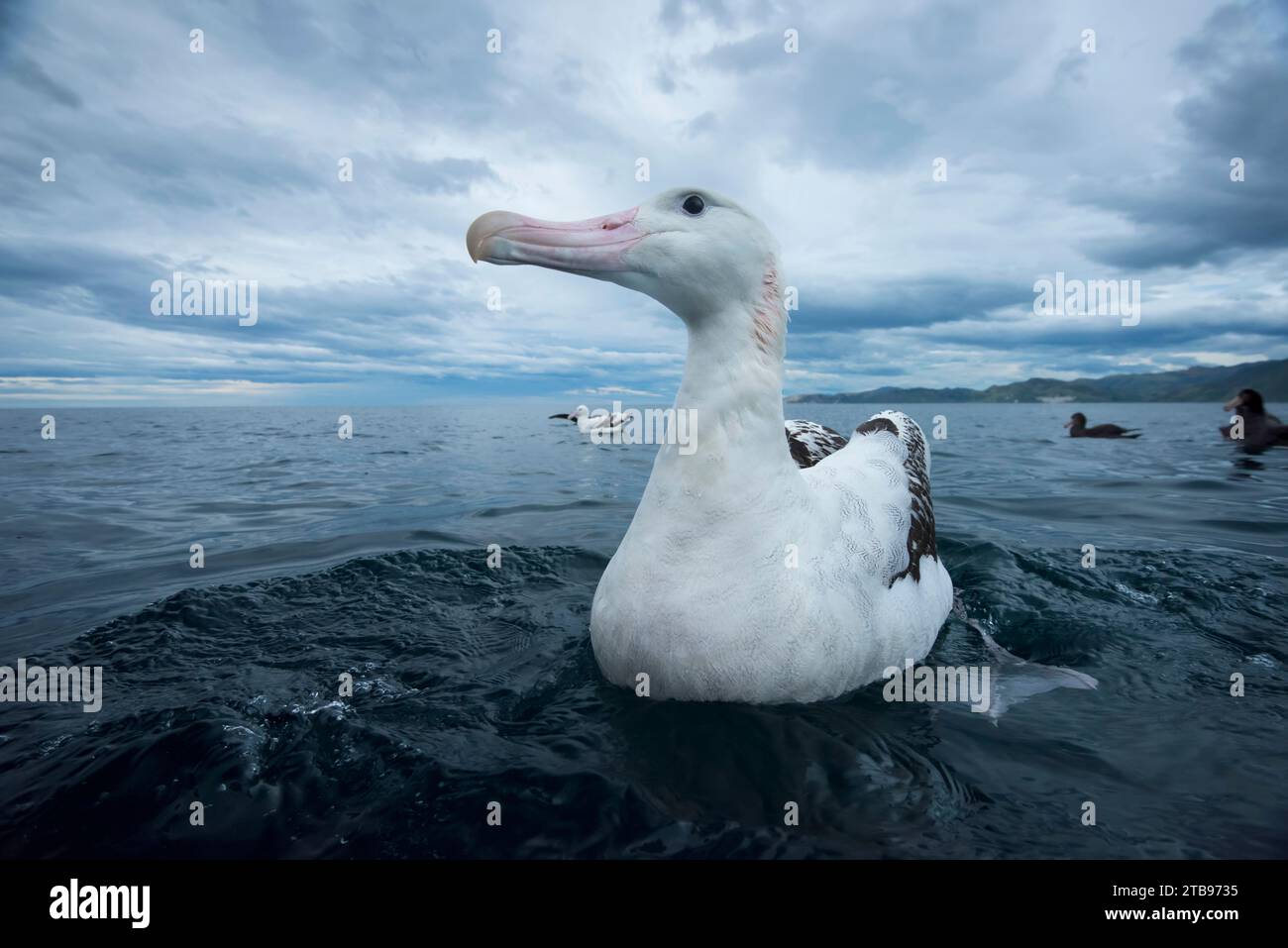 Albatros errants (Diomedea exulans) sur l'eau près de Kaikoura ; Île du Sud, Nouvelle-Zélande Banque D'Images