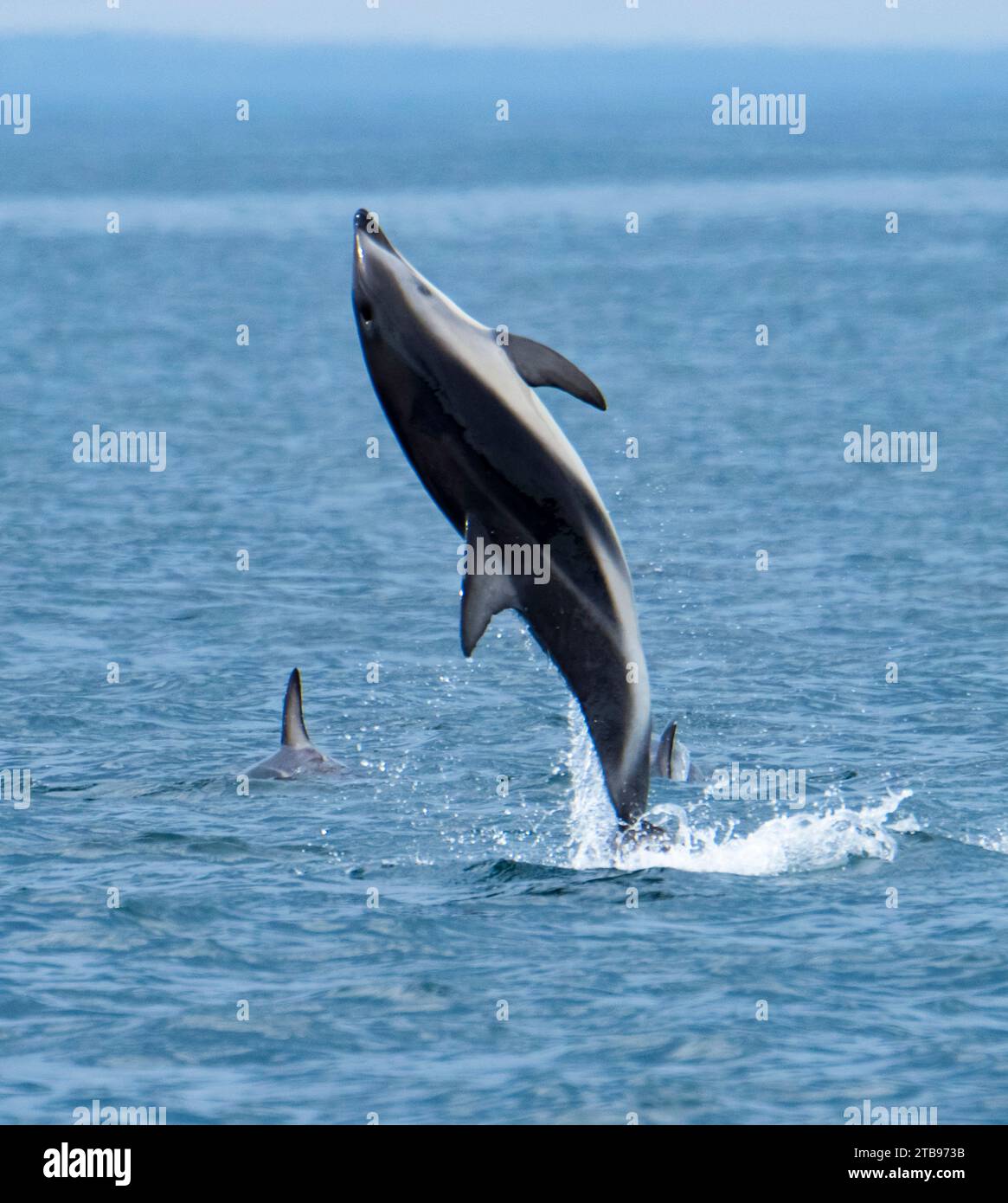 Le dauphin sombre (Lagenorhynchus obscurus) saute au-dessus des eaux au large de la côte néo-zélandaise à Kaikoura ; Nouvelle-Zélande Banque D'Images