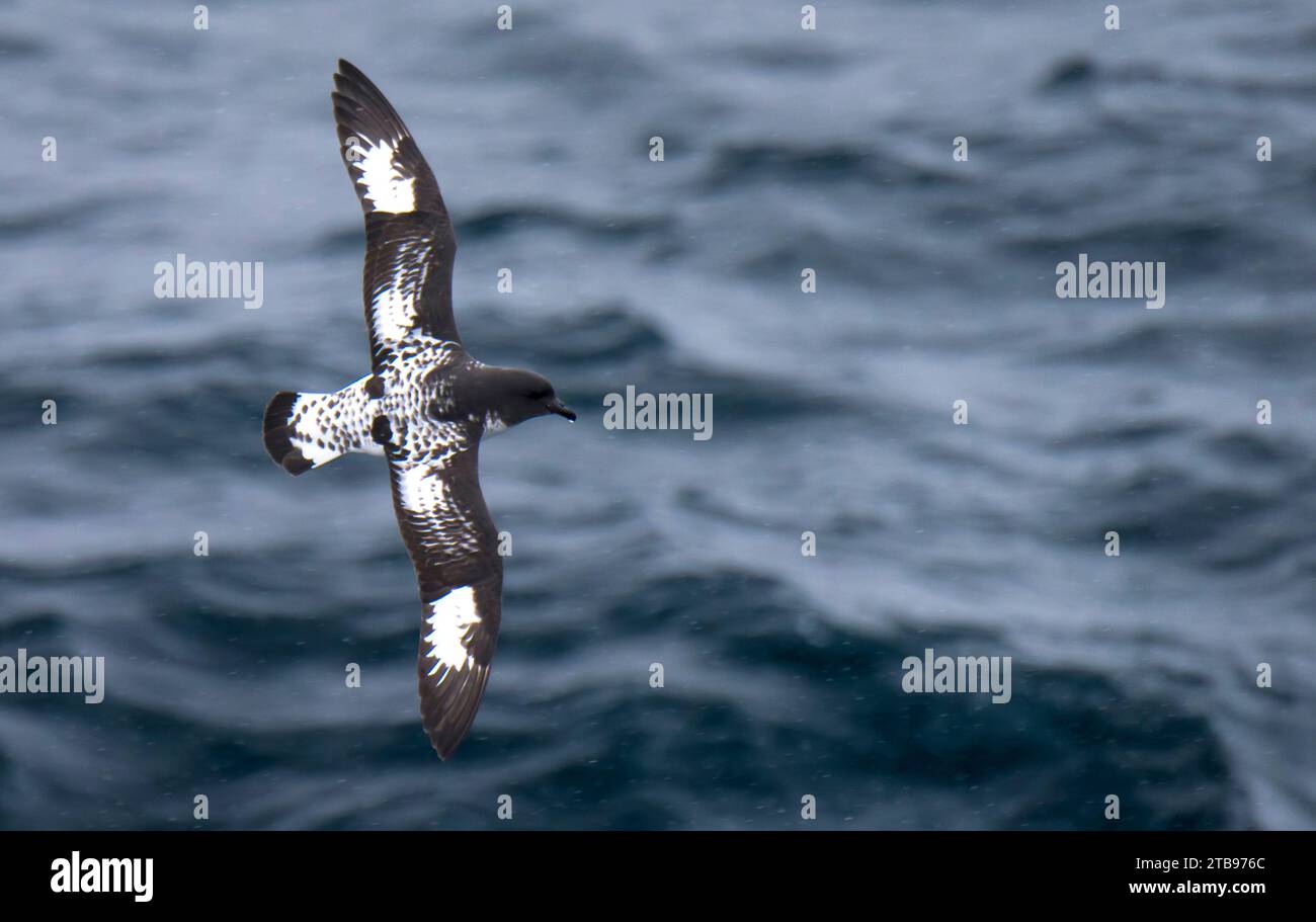 Cape Petrel (Daption capensis) s'élève au-dessus du passage de Drake ; Antarctique Banque D'Images