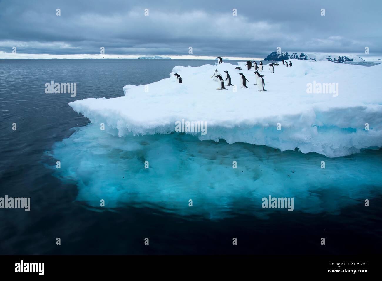 Manchots Adelie (Pygosceis adeliae) sur un iceberg à Brown Bluff, Antarctique ; Antarctique Banque D'Images