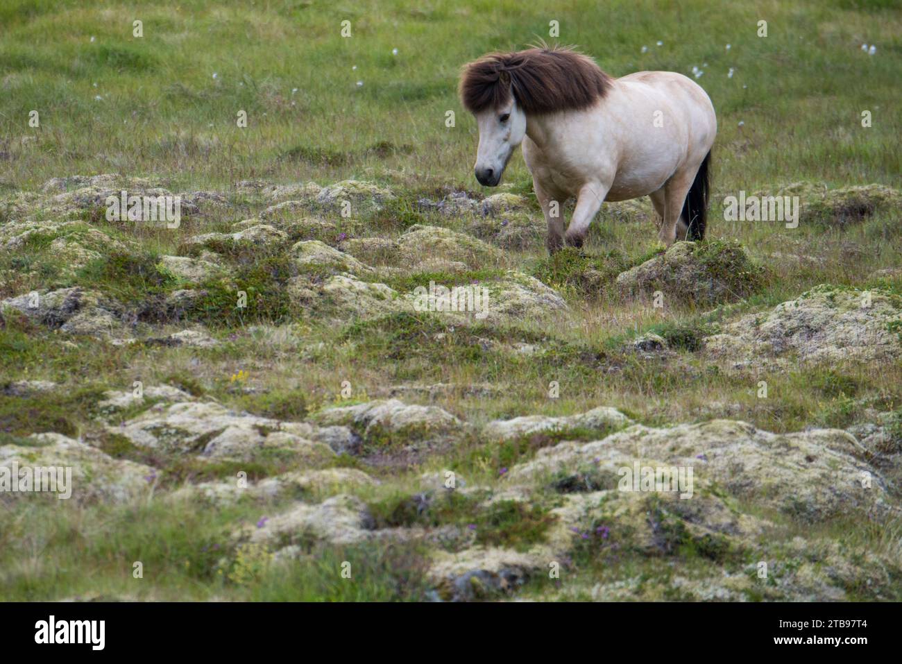 Cheval islandais (Equus ferus caballus) marchant dans un champ rocheux en Islande ; Akureyri, Islande Banque D'Images