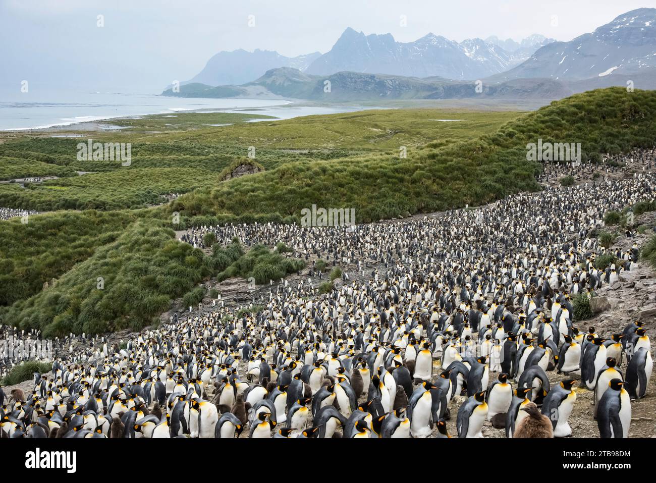 Grande colonie de manchots royaux (Aptenodytes patagonicus) dans la plaine de Salisbury ; plaine de Salisbury, îles de Géorgie du Sud Banque D'Images