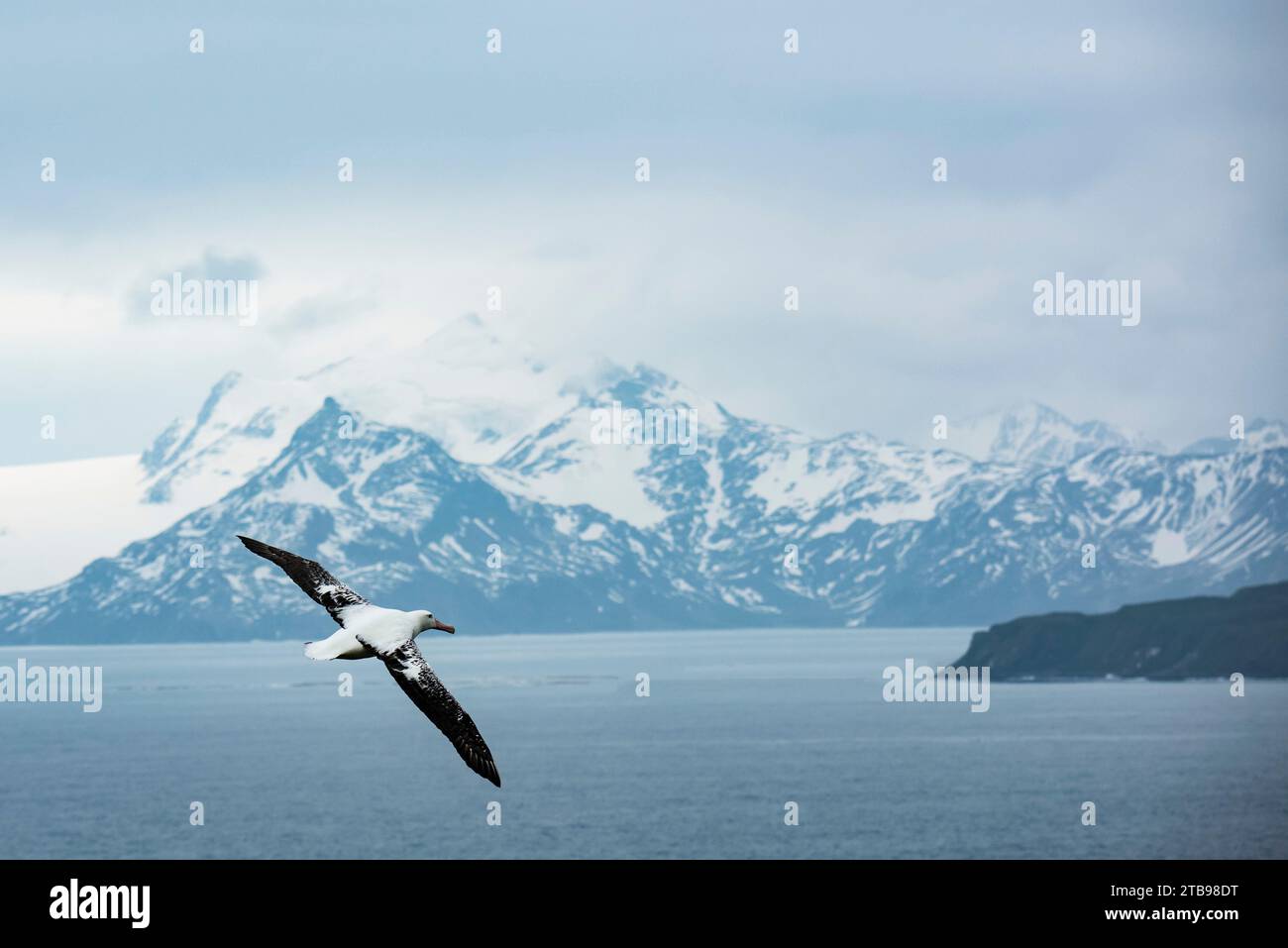 Albatros errants (Diomedea exulans) en vol au-dessus de l'océan ; île prion, Géorgie du Sud et îles Sandwich du Sud Banque D'Images