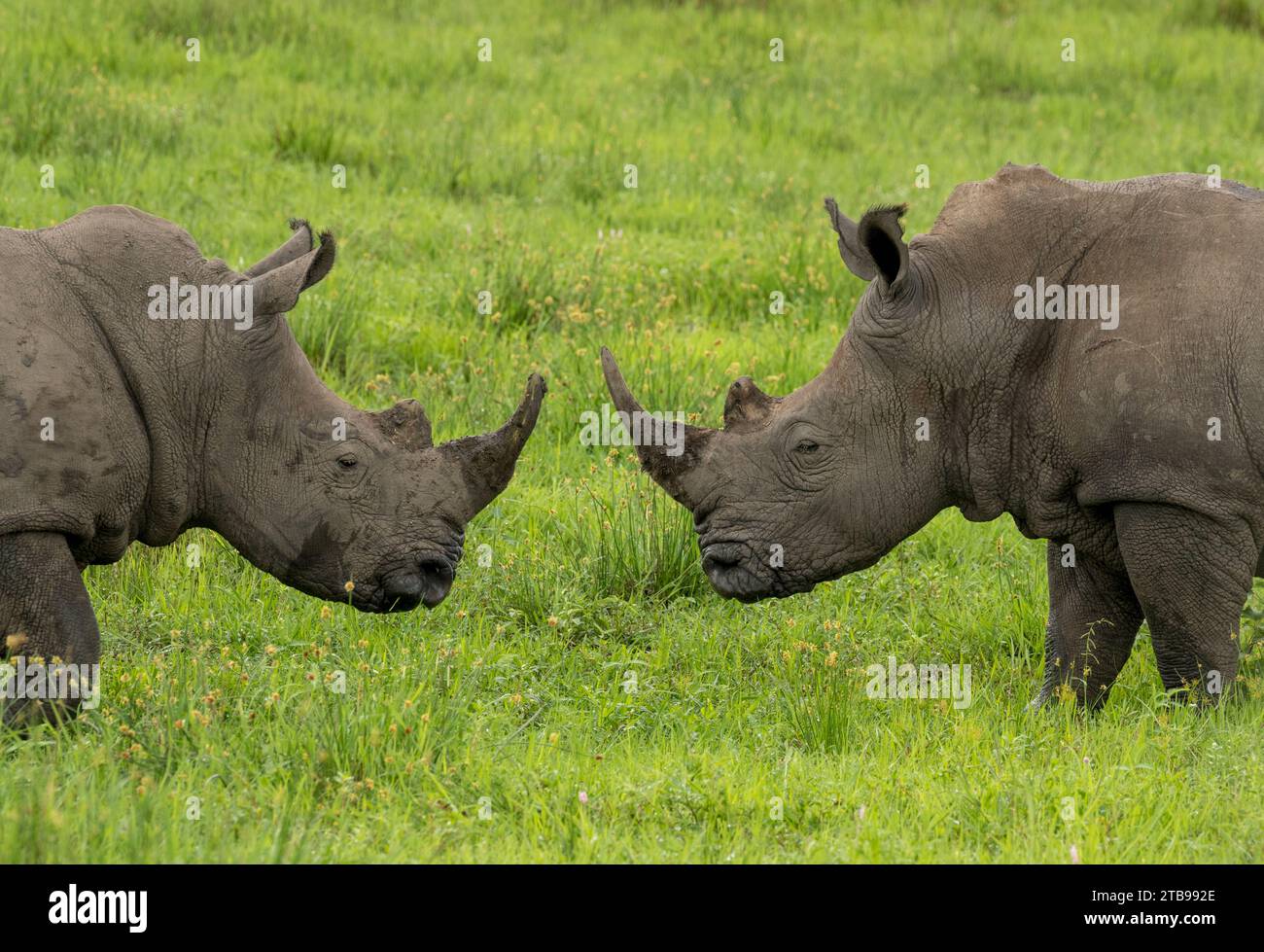 Deux rhinocéros blancs (Ceratotherium simum) pendant la saison humide ; delta de l'Okavango, Botswana Banque D'Images