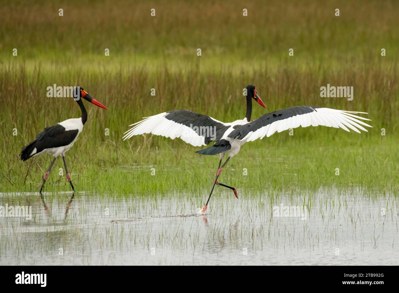 Couple de cigognes à bec de selle (Ephippiorhynchus senegalensis) pendant la saison humide ; Delta de l'Okavango, Botswana Banque D'Images