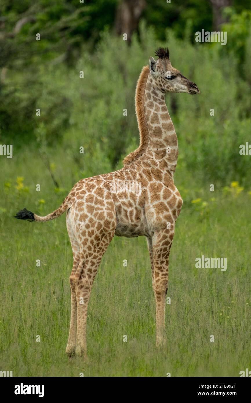 Portrait en gros plan de la vue de profil d'une jeune girafe ; Delta de l'Okavango, Botswana Banque D'Images