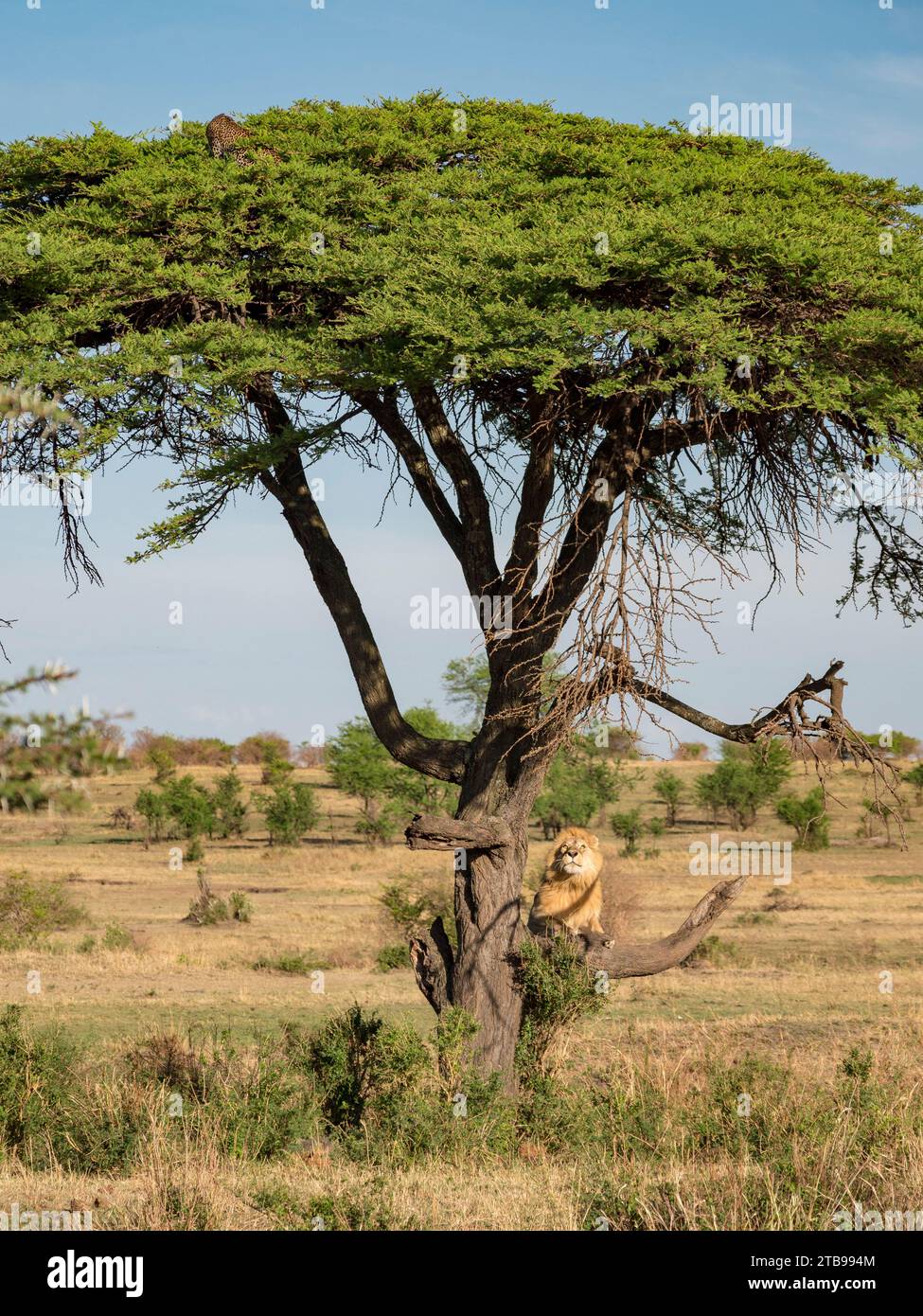 Lion (Panthera leo) grimpe à un arbre à la poursuite d'un léopard (Panthera pardus) dans le parc national du Serengeti, en Tanzanie Banque D'Images