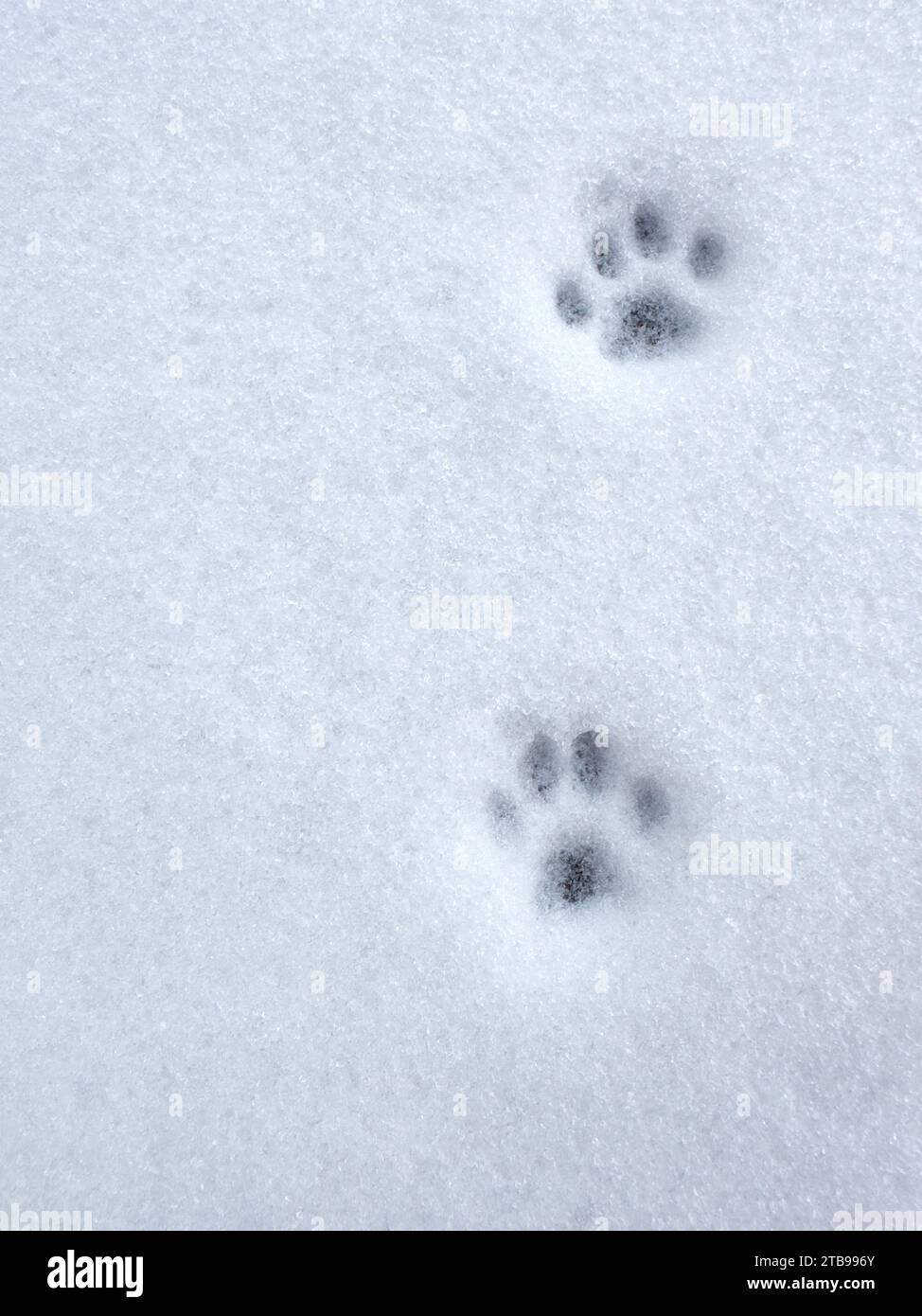 Trace de chat, empreinte animale sur la neige blanche fraîche, espace de copie, vue de dessus Banque D'Images