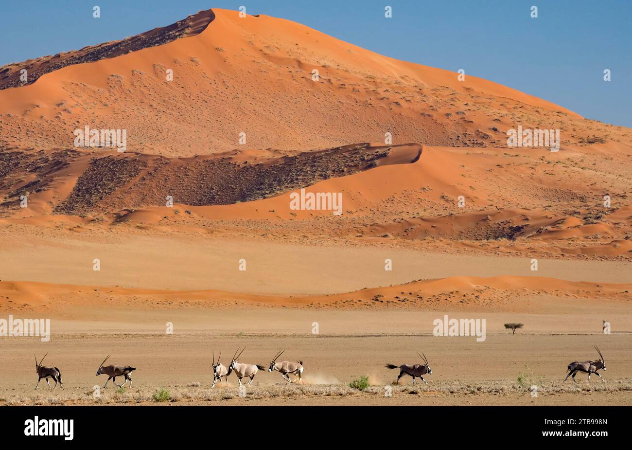 Le Gemsbok mâle (Oryx gazella) affirme son statut dominant dans le troupeau du parc Namib-Naukluft, à Sossusvlei, Namibie Banque D'Images