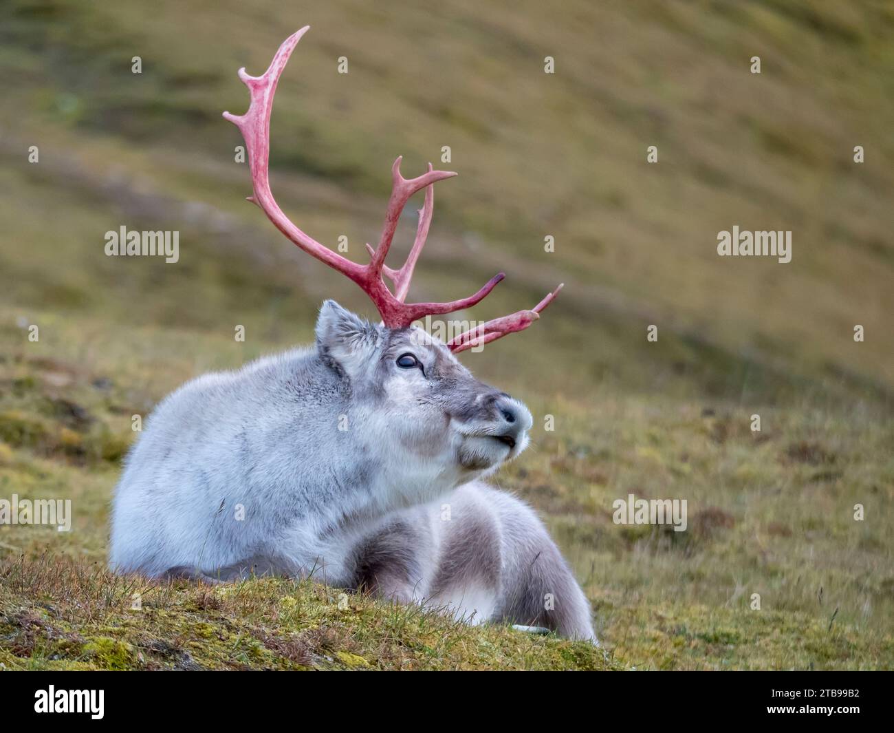 Le renne mâle du Svalbard (Rangifer tarandus platyrhynchus) repose sur le sol ; Spitzberg, Svalbard, Norvège Banque D'Images